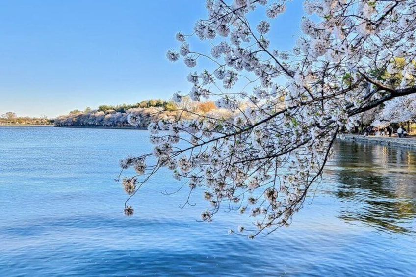 A cherry blossom branch over water with a clear sky. 4