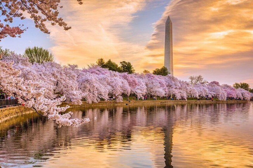 Een rivier die kersenbloesems, het Washington Monument en een zonsondergang weerspiegelt. 5