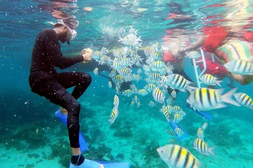 Una persona bajo el agua alimentando peces. 4
