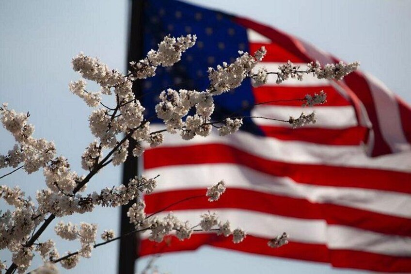 A cherry blossom branch in front of an American flag. 2