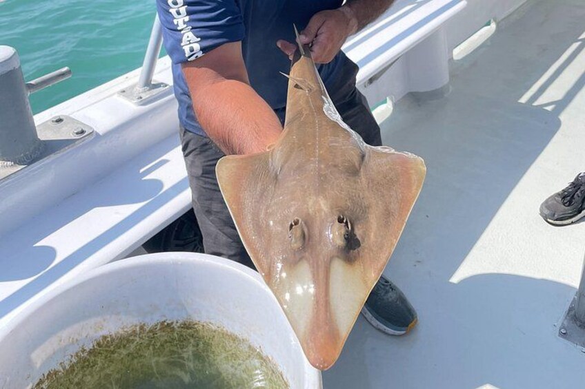 Shovel Nose Ray. 4