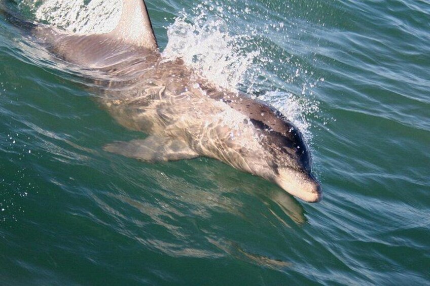 Dolphin 1