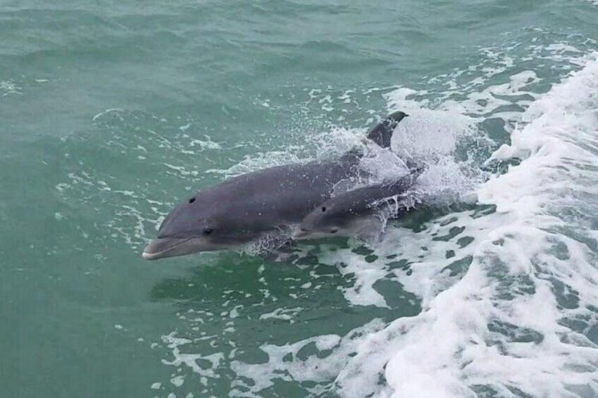 1:00 PM Eco Tour and Dolphin Watch 2