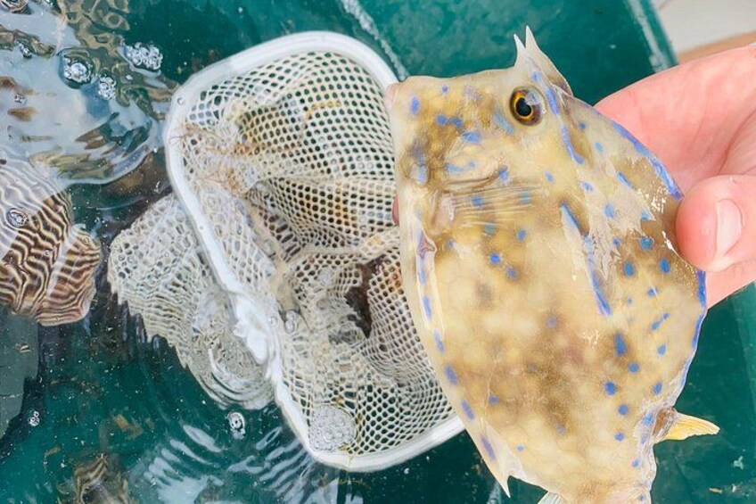 Puffer Fish. 5
