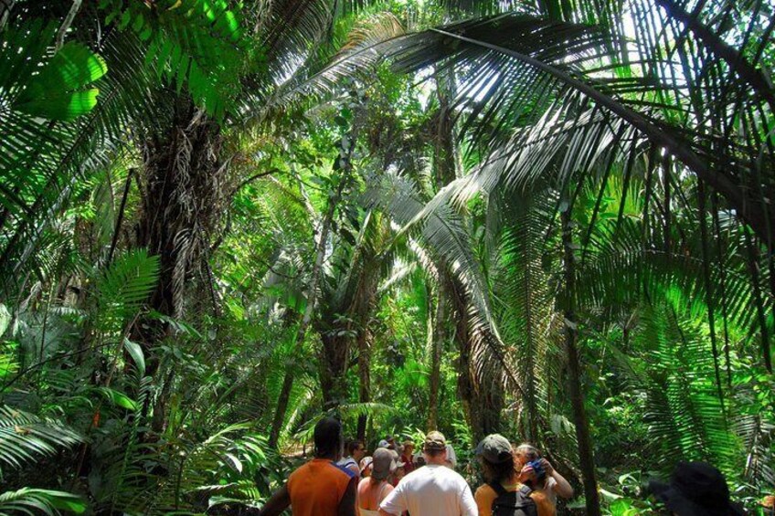 Explore Cockscomb Wildlife Sanctuary Jungle Hike, River Tubing, Private Tour 