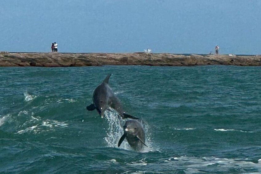 Dolphins Jumping 2