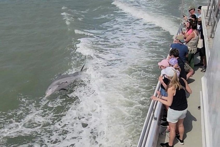 Dolphin Swimming with the Boat 3