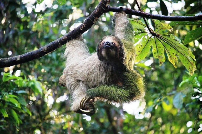 Sloth in the wild 3
