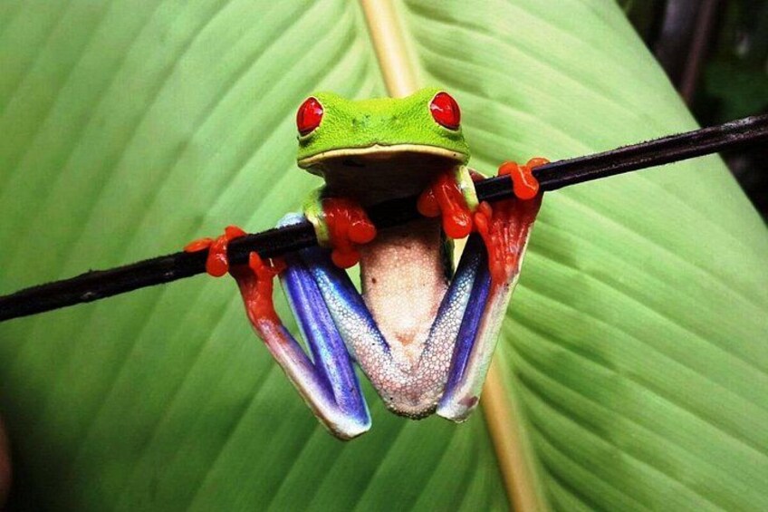 Red Eyed frog in Arenal 2