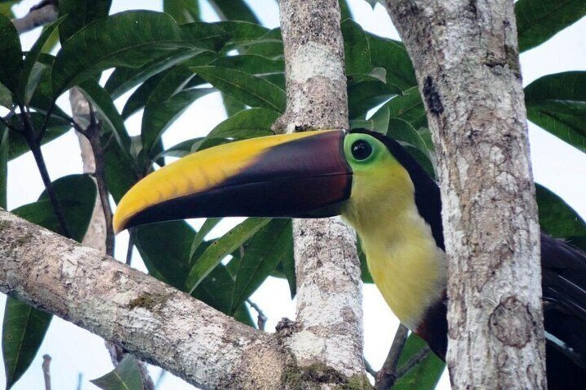 Beautiful Toucan in the wild 2