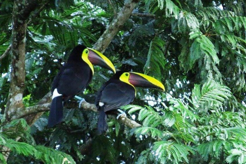 Volcano, Waterfalls, Zipline, Hot Springs Full Day Tour 5