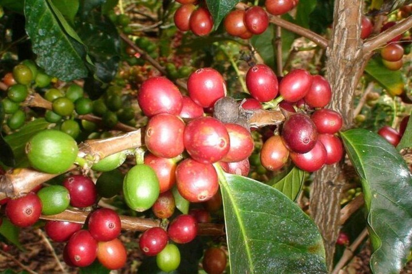 Learn about Costa Rican coffee 2