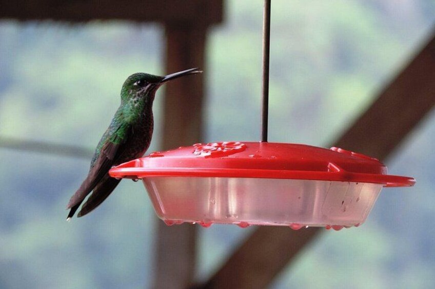 Hummingbirds observation point 2
