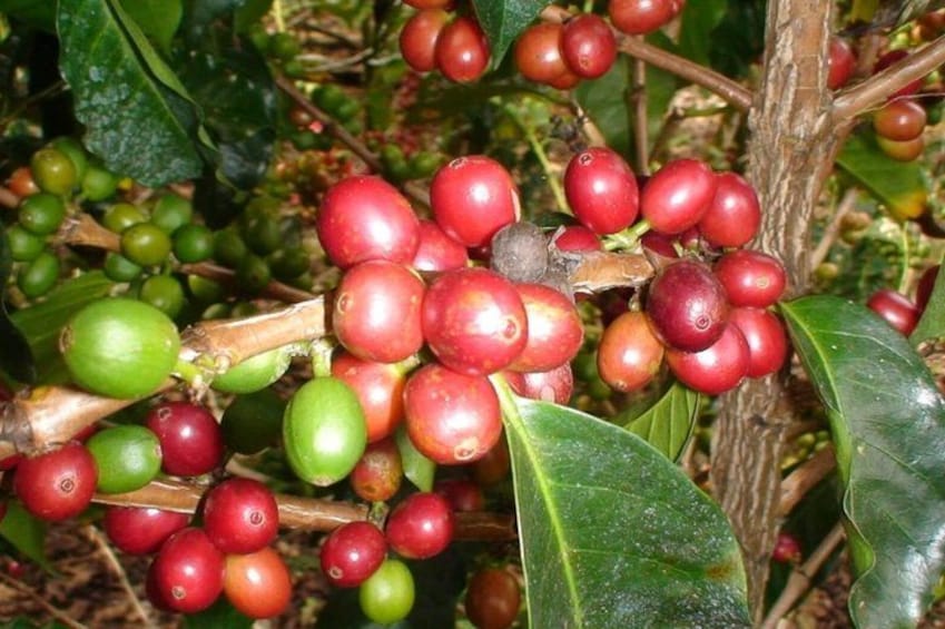 Learn about Costa Rican coffee 3