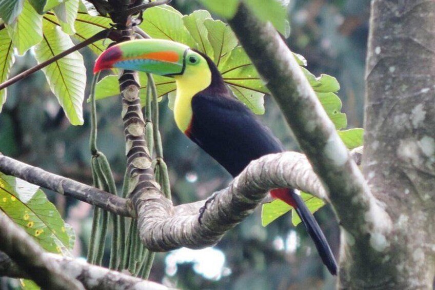 Toucan in the Rainforest 3