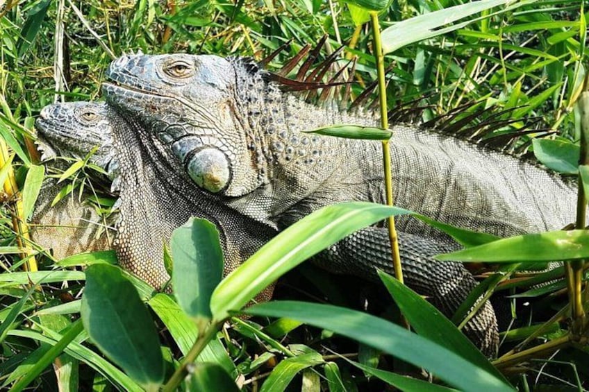 Iguanas observation point 2