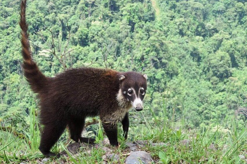 Observe wildlife 3