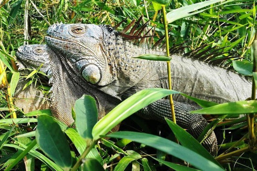 Iguanas observation point 2