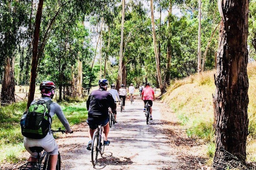 A group of cyclists on a forest trail surrounded by trees. 2