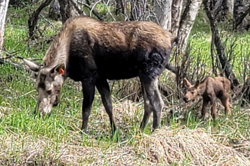 A moose grazing in a grassy field with trees in the background. 3
