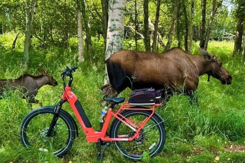 EBIKE - Wilderness Trails of Anchorage 1