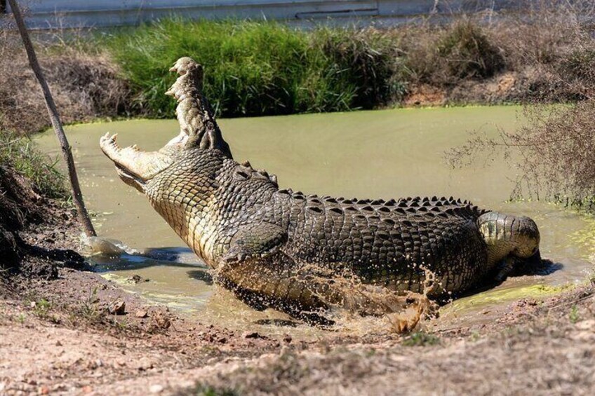 A crocodile partially submerged in muddy water with a small animal on its back. 4