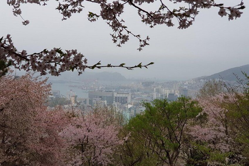 A cityscape with cherry blossoms in the foreground and buildings in the background. 5
