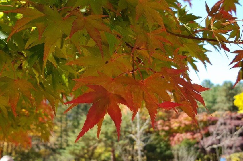 Un gros plan de feuilles d’érable sur un arrière-plan flou d’arbres. 3