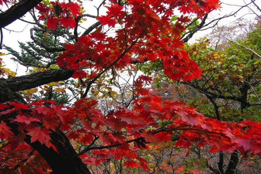 Une forêt aux feuilles d’érable rouges. 4