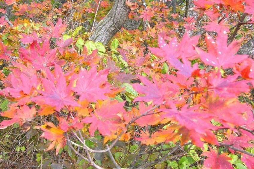 De magnifiques feuilles d’érable rouge vif dans une forêt. 5