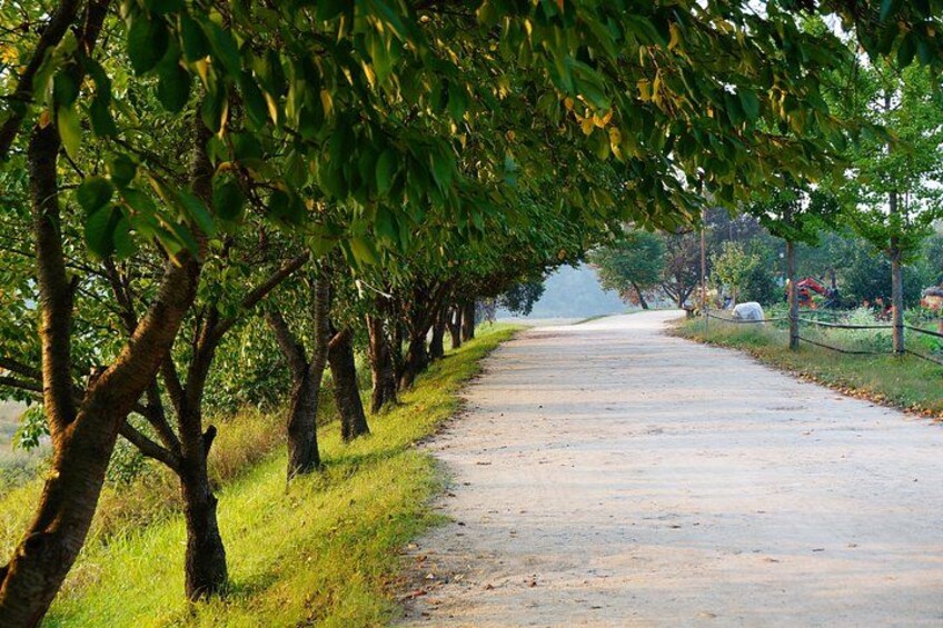 A tree-lined pathway with grass on the sides. 4