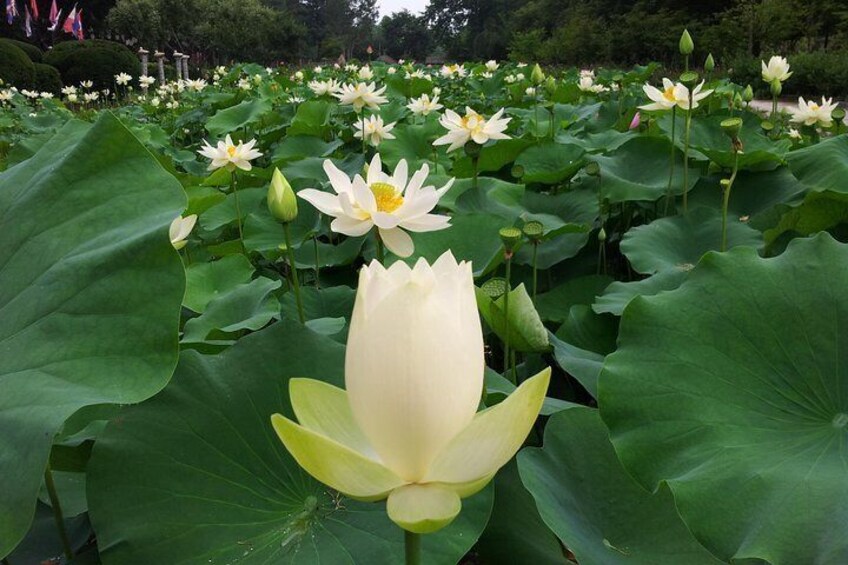 [Private Tour] Strawberry Farm & Nami Island(More Members Less Cost per Person)