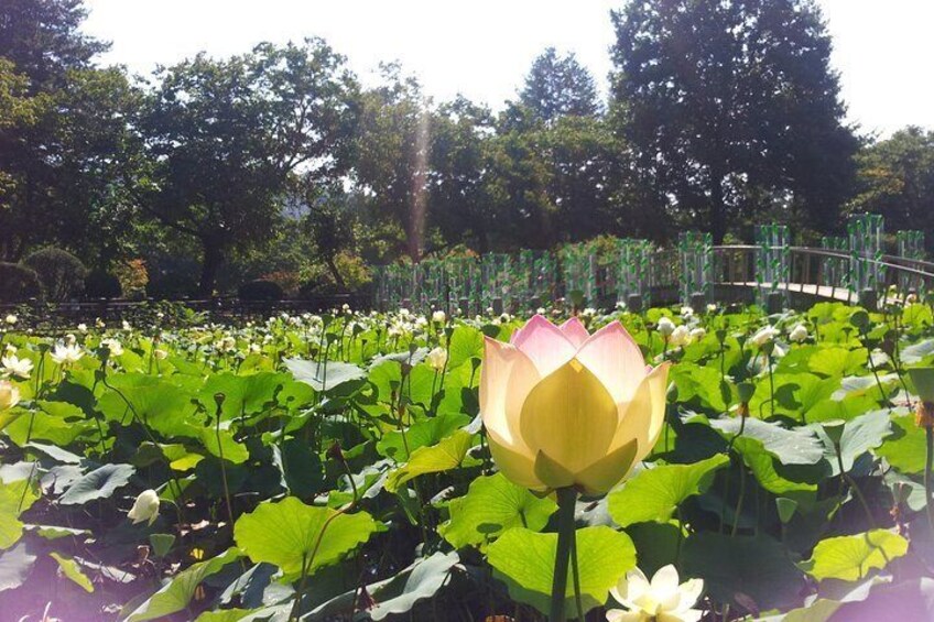 [Private Tour] Strawberry Farm & Nami Island(More Members Less Cost per Person)