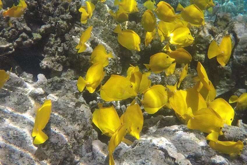 Kealakekua Bay (Captain Cook Monument) Snorkel and Sail Adventure 4
