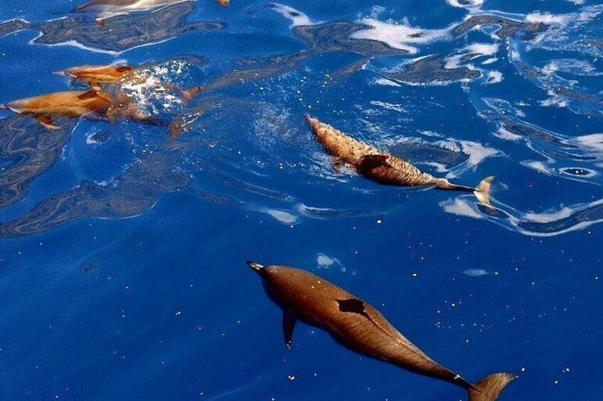 Kealakekua Bay (Captain Cook Monument) Snorkel and Sail Adventure 5