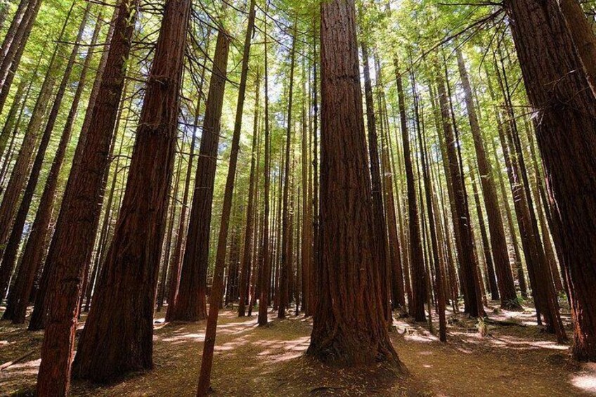 A dense forest with tall trees and sunlight filtering through the canopy. 5