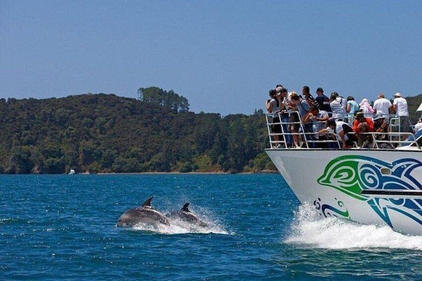 Dolphin Watching 5