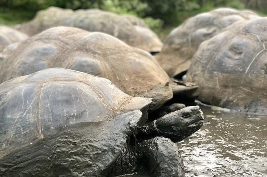Un gruppo di grandi tartarughe nel loro habitat naturale. 3