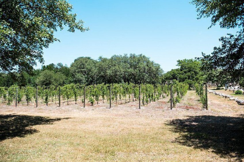 Texas Vineyard 4