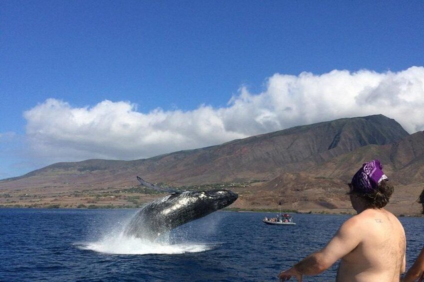 Whale Watching in Maui is a must do on your vacation! 5