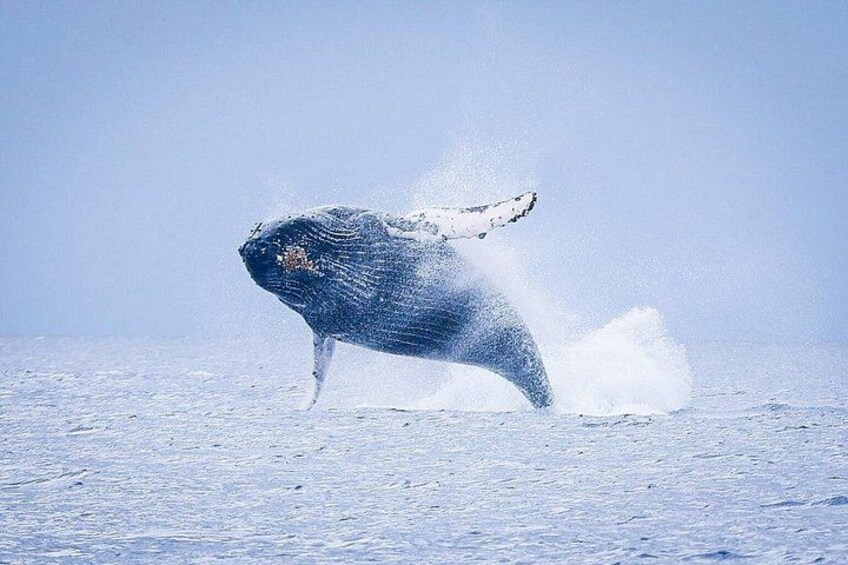 Breaching whale encounters are the best! 3