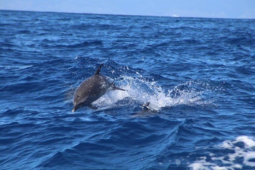 Dolphin Watching in Maui you may see spinner, spotted or bottlenose dolphins! 2