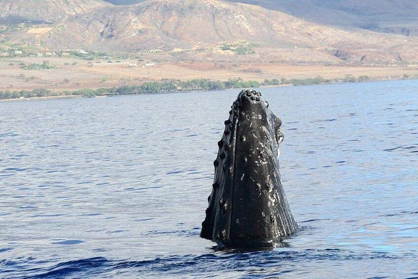 Humpback whales often approach the smaller vessels for eye-level encounters! 2