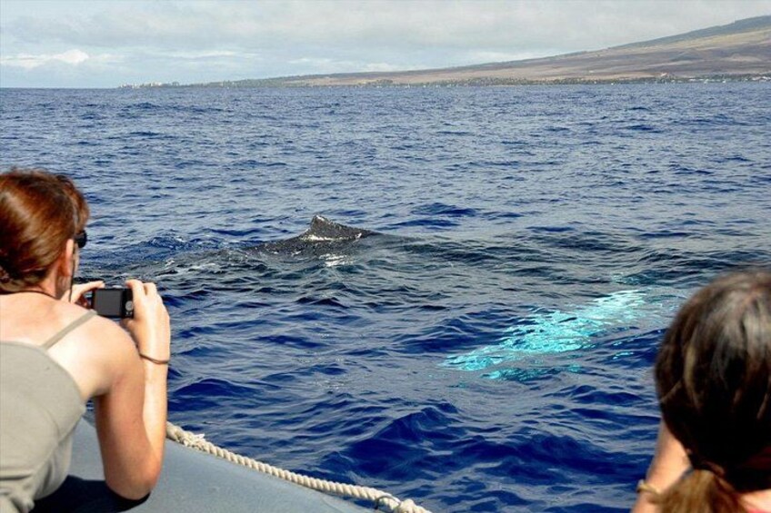 Although we do not approach whales closer than federal regulations, it doesn't mean they don't approach us, making these up close whale experiences super special! 3