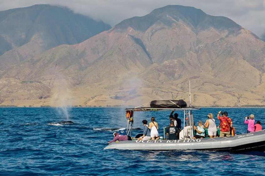 A few whales swim up to our raft. 2