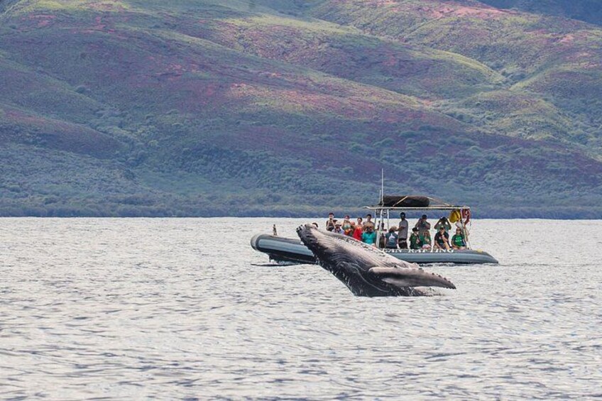 Baby whale breaching next to the boat during whale watching tour this season! 2