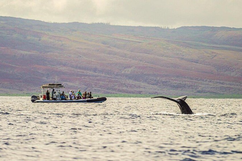 Maui's lighting on the overcast days make for great wildlife photography on our whale watch tours 5