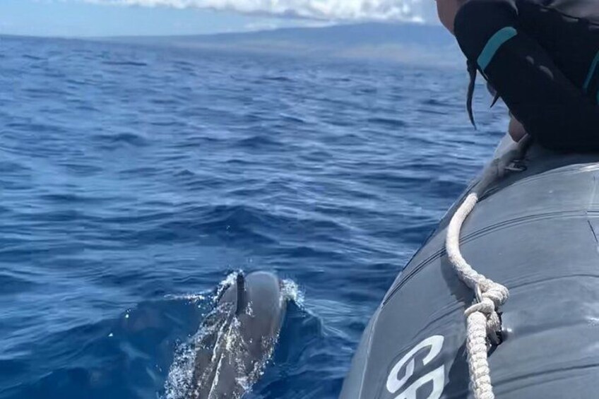 A person on a boat with a rope, looking at a dolphin in the water. 3