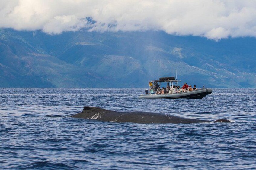 Mama whale in Maui near our raft. 3