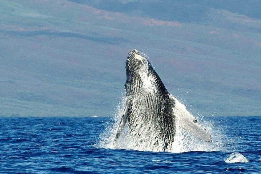 Whales can be 40 feet long and 40 tons! 3